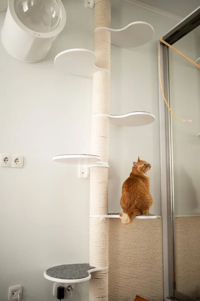 Смешные Кошки Домашняя Мебель — стоковое фото