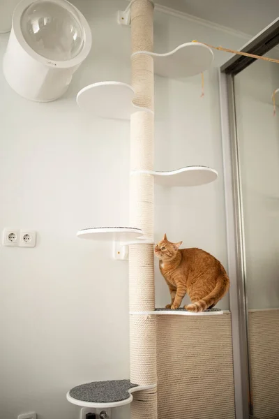 Смешные Кошки Домашняя Мебель — стоковое фото