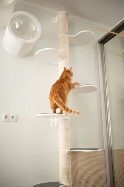 Lustige Katzen Wohnmöbel — Stockfoto