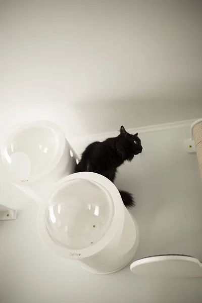 Katzenmöbel Für Ihr Zuhause — Stockfoto
