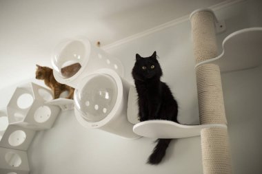 Kediler için ev eşyaları