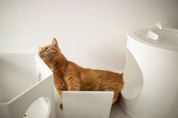 Home Möbel Für Katzen — Stockfoto