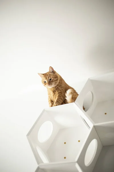 Home Möbel Für Katzen — Stockfoto