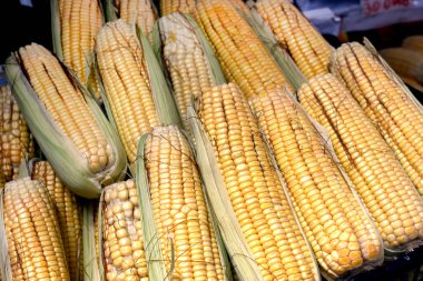 Markette taze taze mısır koçanları.