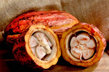 Tahtadaki kakao meyvesi.