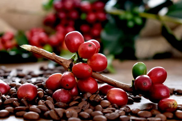 Granos Café Bayas Rojas Sobre Fondo Madera — Foto de Stock