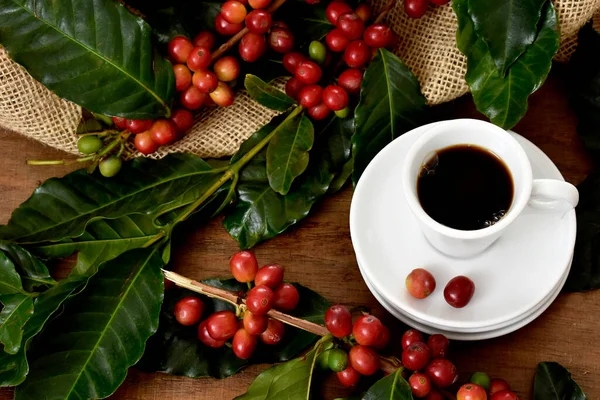 coffee red fruits, brown beans, green leaves and white cup