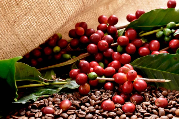 Grãos Café Bagas Vermelhas Fundo Madeira — Fotografia de Stock