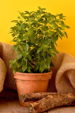 Ahşap bir masada saksıda bitkiler