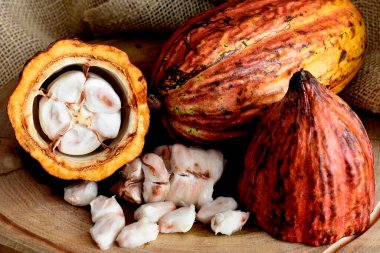 Tahtadaki kakao meyvesi.