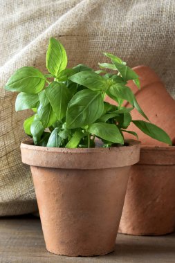 Tahta bir kasede taze yeşil fesleğen