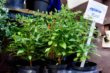 Pazarda taze bitkiler.