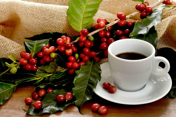 Café Frutas Vermelhas Feijão Marrom Folhas Verdes Xícara Branca — Fotografia de Stock