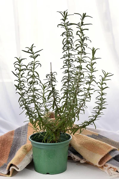 Зеленое Растение Стеклянном Горшке Белом Фоне — стоковое фото