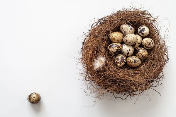 Flat Lay Birds Nest Quails Eggs One Egg Nest White — Stock Photo, Image