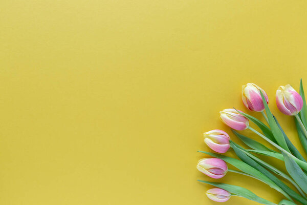 Greeting card template with tulips on yellow background, minimal composition, flat lay, view from above, copy space 