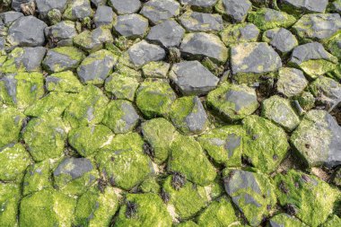 Hollanda kıyısındaki Zeeland bölgesinde yeşil yosunlu kayalara yakın çekim