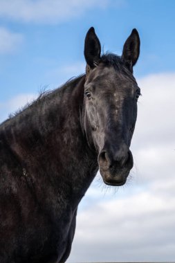 Mavi gökyüzü bulutlu, izole edilmiş siyah bir atın portresi.