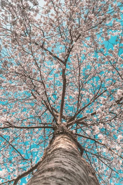 Krásný Třešňový Květ Perspektivou Spodního Kmene Stromu Modrá Obloha Žádní — Stock fotografie