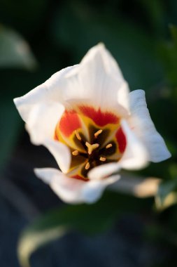 Güzel beyaz nergis çiçeğinin yakın çekimi, makro fotoğraf, dikey