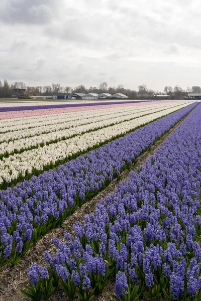 Hermoso Campo Jacinto Los Países Bajos Con Flores Color Púrpura — Foto de Stock