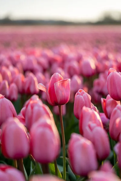 Primer Plano Una Hermosa Flor Tulipán Rosa Campo Flores Los — Foto de Stock