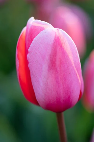 Macro Close Beautiful Pink Tulip Flower Dutch Flower Field Vertical — Stock Photo, Image