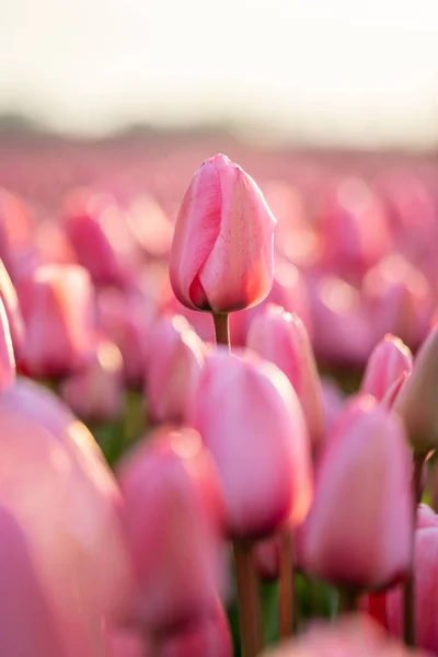 Primer Plano Una Hermosa Flor Tulipán Rosa Campo Flores Los — Foto de Stock
