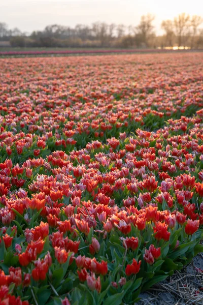 Hermoso Campo Tulipán Rojo Los Países Bajos Vertical — Foto de Stock
