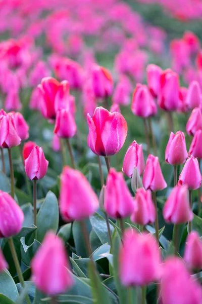 Primer Plano Una Hermosa Flor Tulipán Rosa Campo Flores Los — Foto de Stock