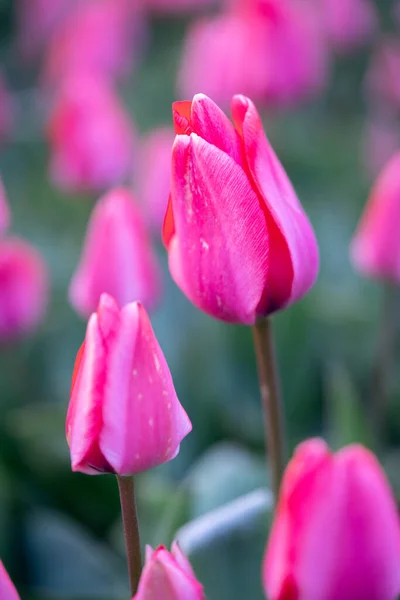 Macro Primer Plano Una Hermosa Flor Tulipán Rosa Campo Flores — Foto de Stock