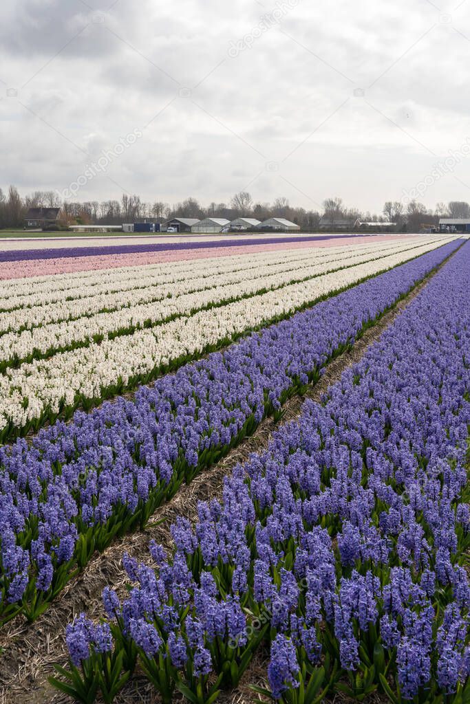 Beautiful hyacinth field in the Netherlands with purple, white and pink flowers, cloudy sky, horizontal