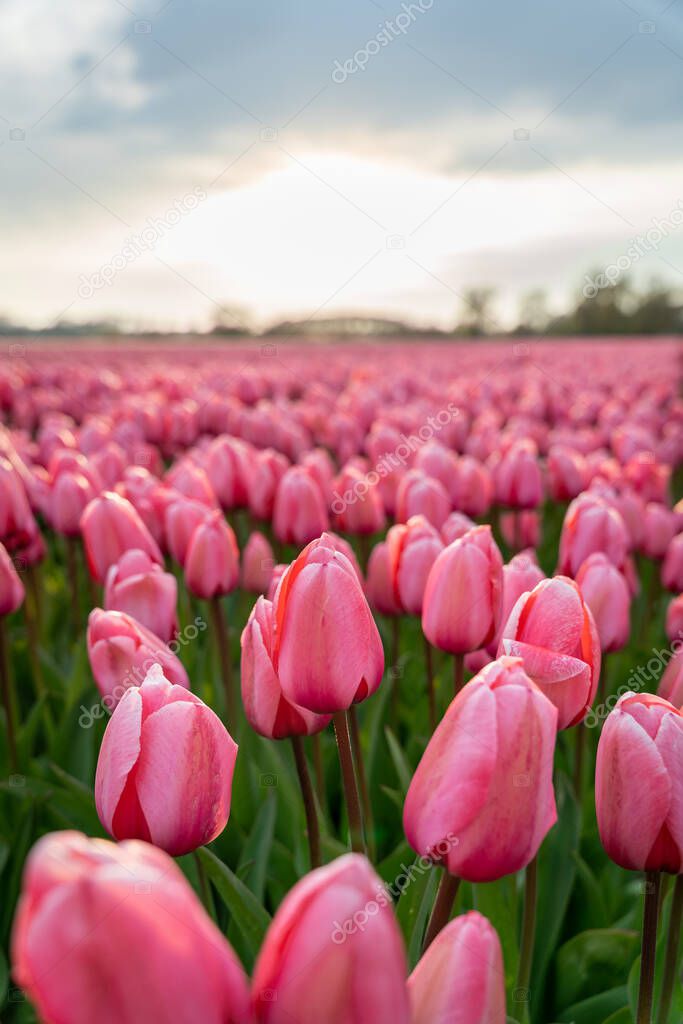 Close-up of a beautiful pink tulip flower in a flower field in the Netherlands, cloudy sky, vertical