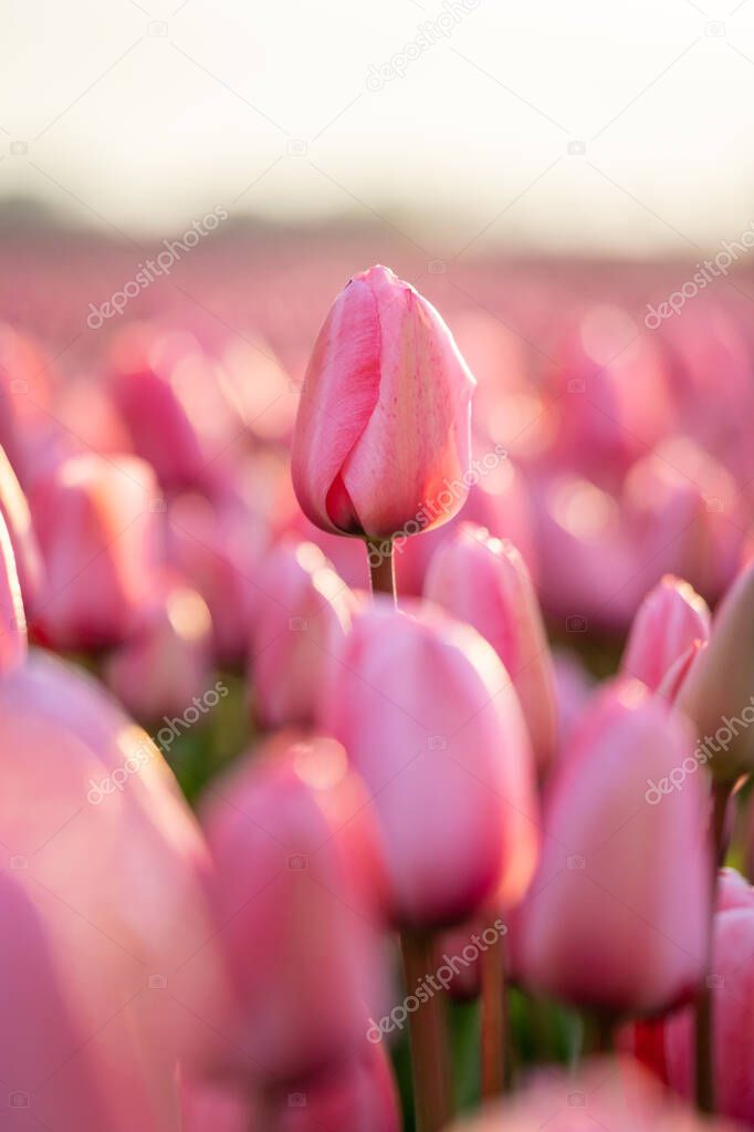 Close-up of a beautiful pink tulip flower in a flower field in the Netherlands, vertical