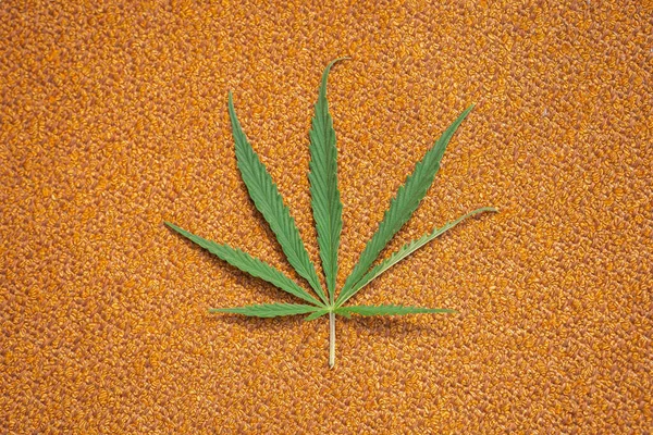Turuncu arka planda yeşil kenevir ya da kenevir yaprağı. Tıbbi marihuana yetiştiriyorum. Kopyalama alanı ile yatay