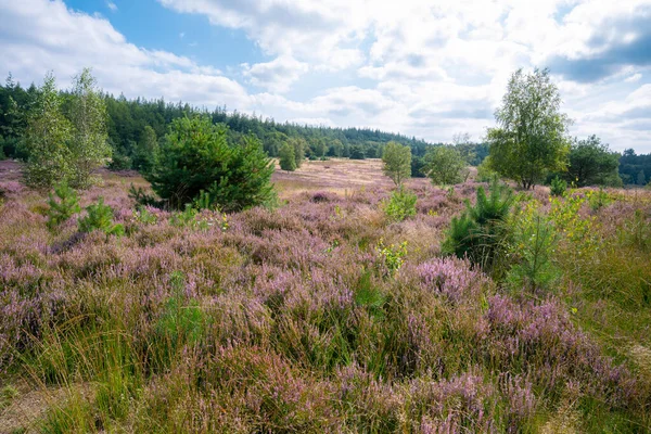 Hollanda 'nın Veluwe bölgesinde güzel mor çayır tarlası, yatay.