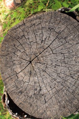 ahşap soyut duvar dokusu şablonu arka planı