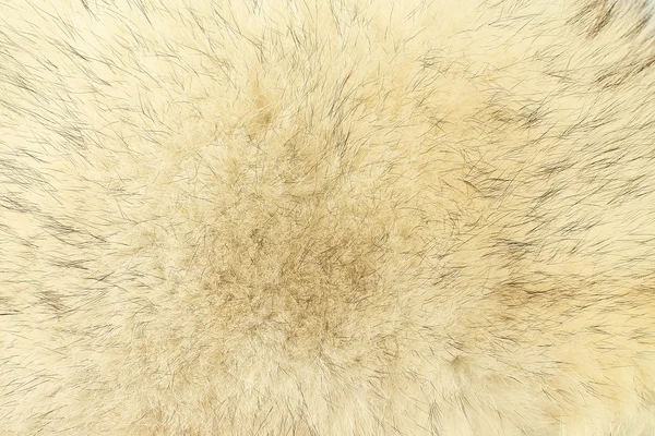 Fur texture — Stock Photo, Image