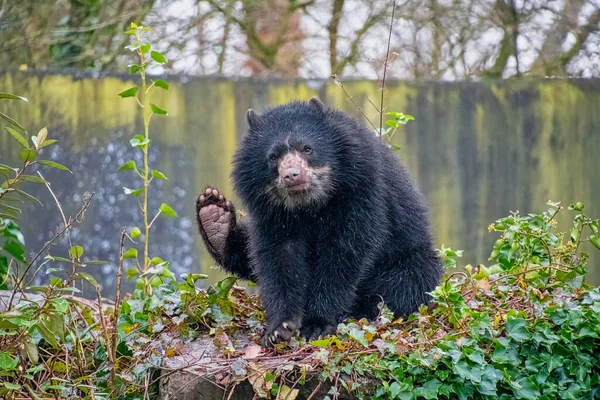 Andeanský Medvěd Tremarctos Ornatus Také Známý Jako Medvěd Brýlemi Stock Fotografie