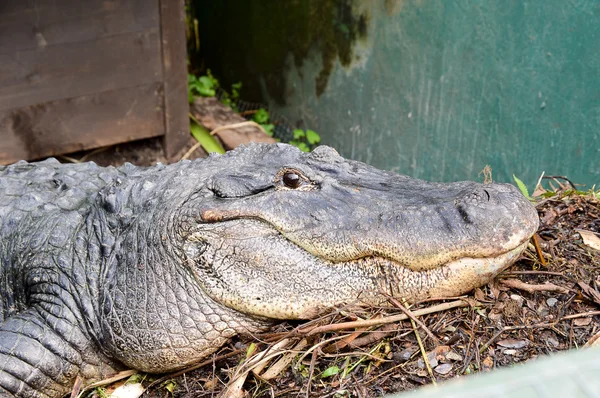 Mississippi Alligator — Fotografie, imagine de stoc