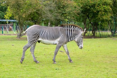 Grevy'nın Zebra