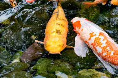 koi sazan balığı.
