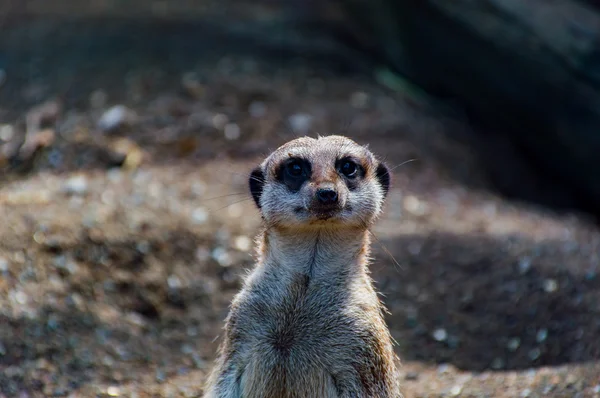 Gros plan du visage d'un Meerkat — Photo