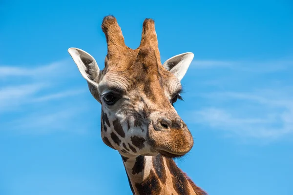Close up photo of a Rothschild Giraffe head — Stock Photo, Image