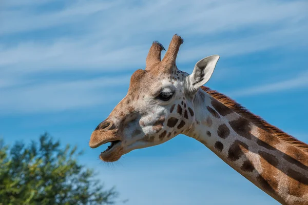 Fotografie de aproape a unui cap de girafă Rothschild — Fotografie, imagine de stoc