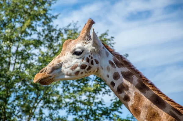 Fotografie de aproape a unui cap de girafă Rothschild — Fotografie, imagine de stoc