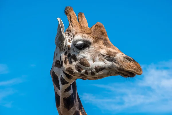 Közelről fotó Rothschild zsiráf fej — Stock Fotó