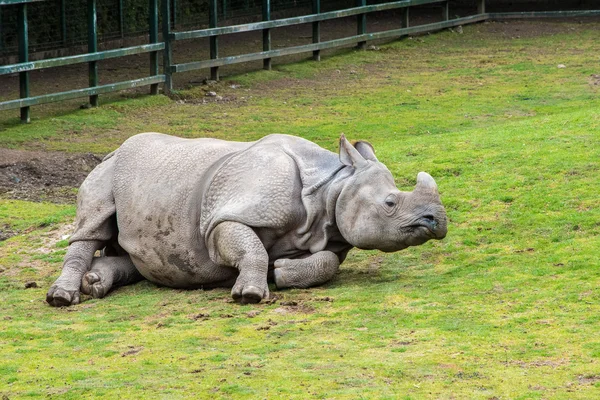 Rinocerul cu un singur coarne — Fotografie, imagine de stoc