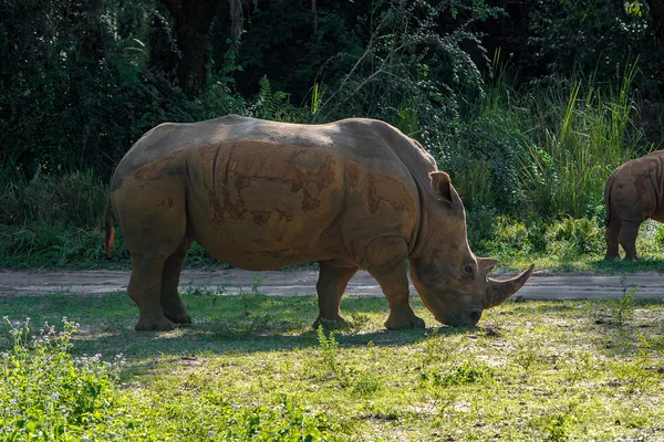 Black Rhino — Stock Photo, Image