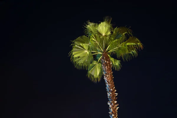 Palme illuminate con luci — Foto Stock